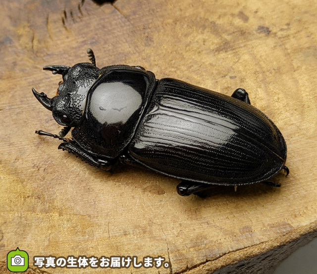 国産オオクワガタ　メス単品　販売　通販　専門店　購入