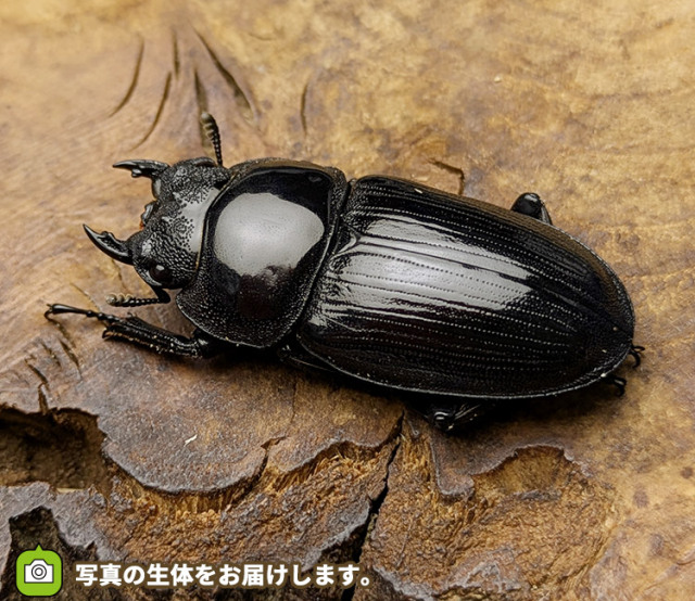 国産オオクワガタ　メス単品　販売　通販　専門店　購入