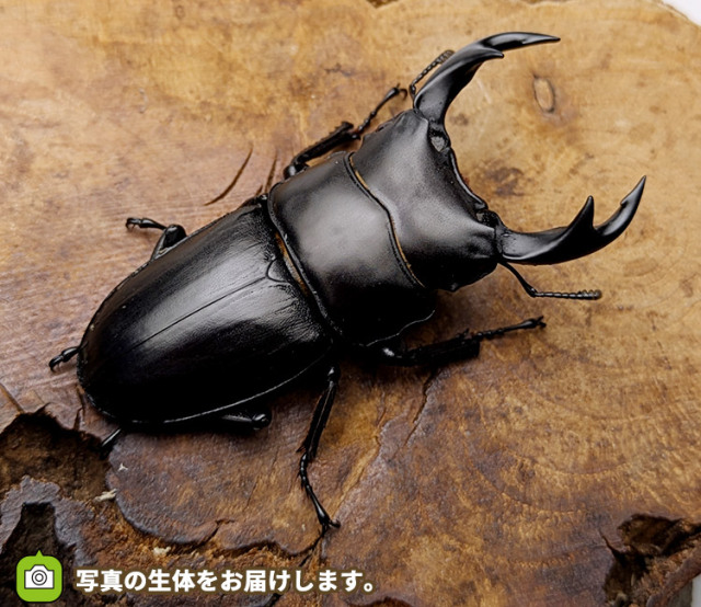 国産オオクワガタ　新潟県東蒲原郡産　販売　通販　専門店　購入