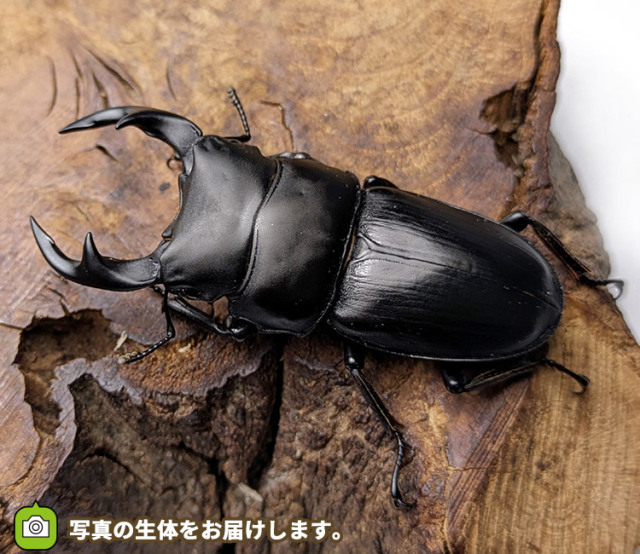 国産オオクワガタ　新潟県東蒲原郡産　販売　通販　専門店　購入