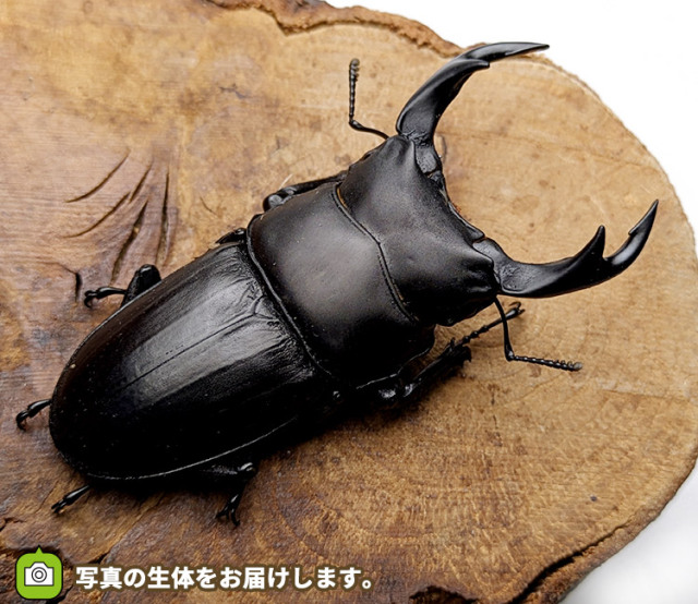 国産オオクワガタ　新潟県東蒲原郡産　販売　通販　専門店　購入
