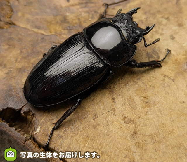 国産オオクワガタ　メス単品　販売　通販　専門店　購入