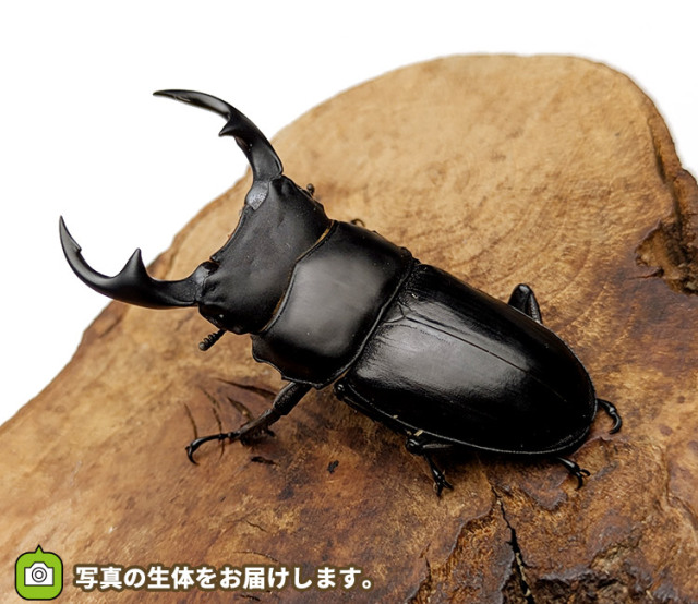 【別売り可能】1ペア オオムラサキ（四川省/中国） 別売り可能】1ペア オオムラサキ（四川省/中国）