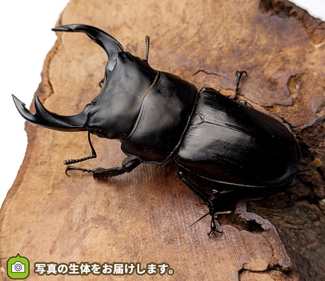 国産オオクワガタ　山形県飯豊町産　販売　通販　専門店　購入