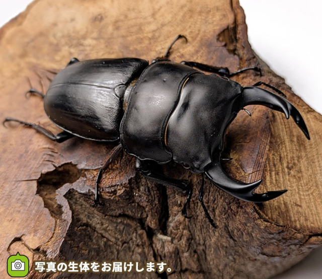国産オオクワガタ　山形県飯豊町産　販売　通販　専門店　購入