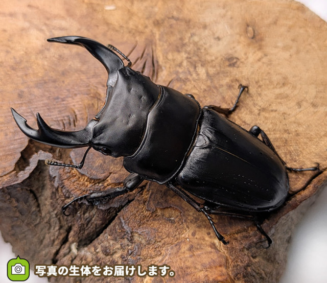 国産オオクワガタ　山形県飯豊町産　販売　通販　専門店　購入