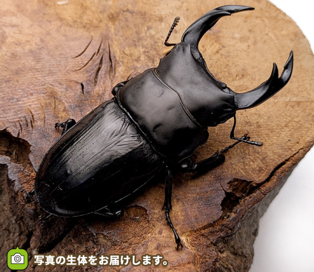 国産オオクワガタ　山形県飯豊町産　販売　通販　専門店　購入
