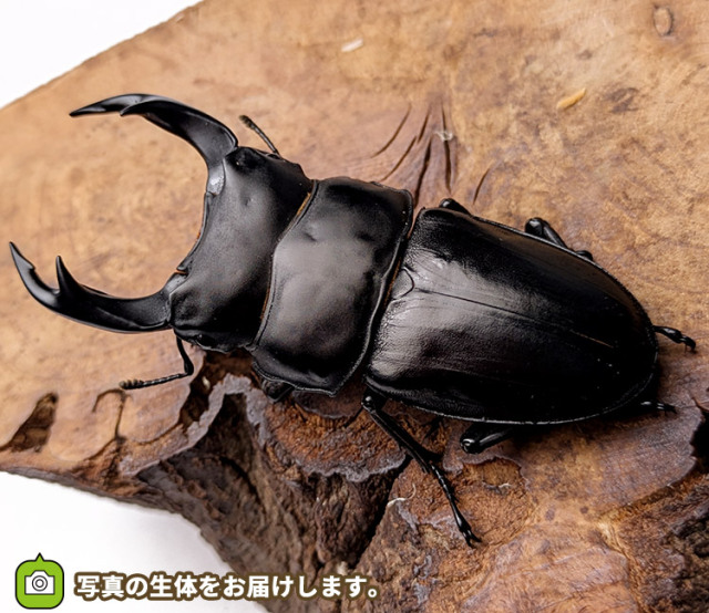 国産オオクワガタ　山形県飯豊町産　販売　通販　専門店　購入