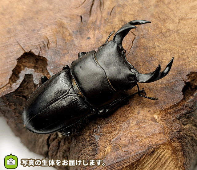 国産オオクワガタ　福島県伊南村産　販売　通販　専門店　購入