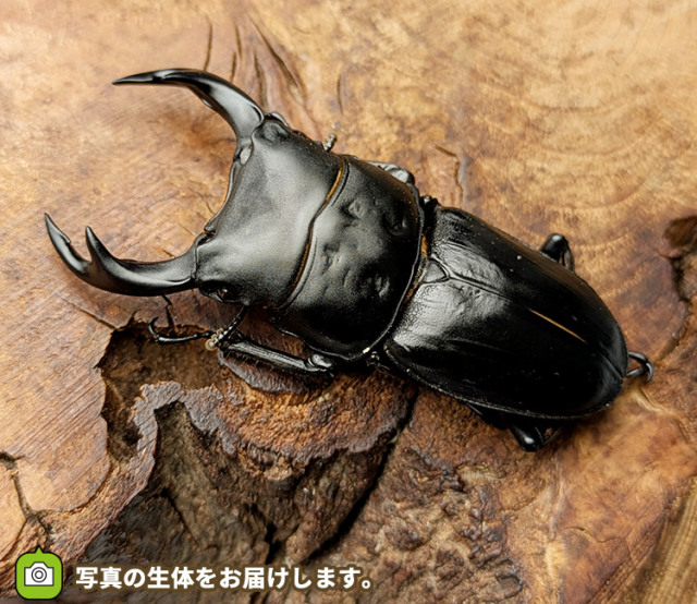 国産オオクワガタ　福島県伊南村産　販売　通販　専門店　購入