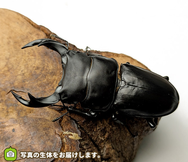 国産オオクワガタ　福島県伊南村産　販売　通販　専門店　購入