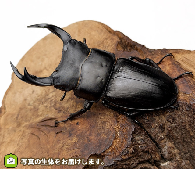 国産オオクワガタ　福島県伊南村産　販売　通販　専門店　購入