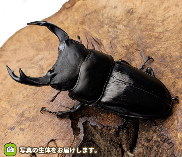 国産オオクワガタ　福島県伊南村産　販売　通販　専門店　購入