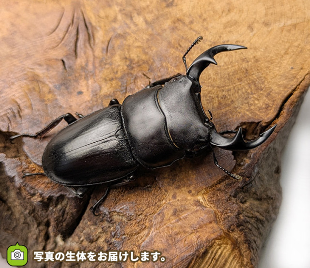 国産オオクワガタ　福島県喜多方市産　販売　通販　専門店　購入