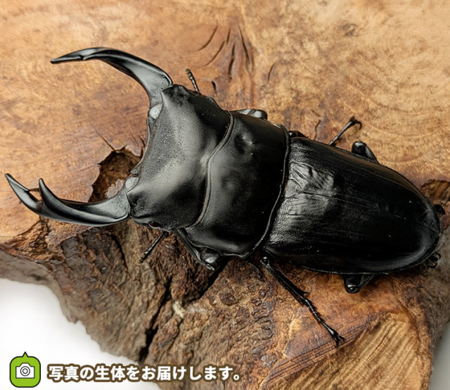 国産オオクワガタ　大阪府能勢産　販売　通販　専門店　購入
