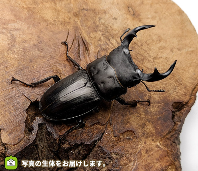 国産オオクワガタ　山形県小国町産　販売　通販　専門店　購入