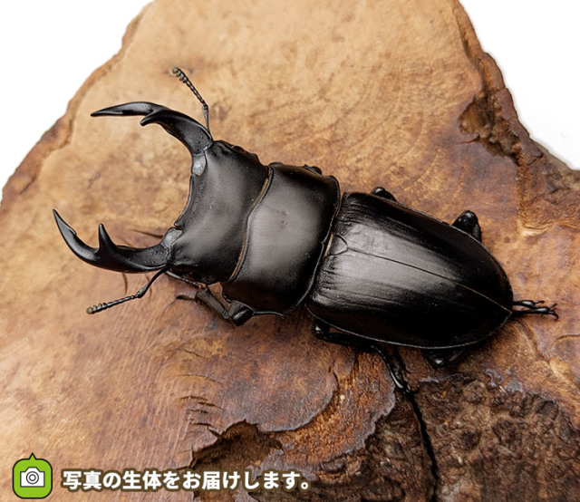 国産オオクワガタ　山形県小国町産　販売　通販　専門店　購入