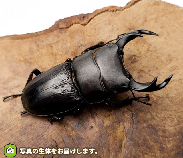 国産オオクワガタ　山形県小国町産　販売　通販　専門店　購入