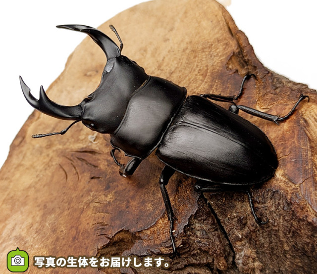 国産オオクワガタ　山形県小国町産　販売　通販　専門店　購入