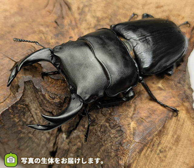 国産オオクワガタ　福島県只見町産　販売　通販　専門店　購入
