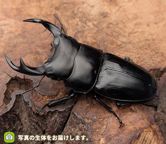 国産オオクワガタ新潟県産ペア販売│ビートルファーム