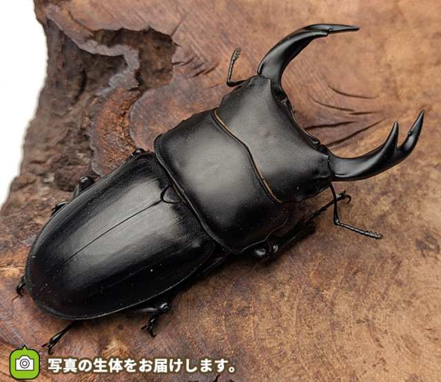 国産オオクワガタ　新潟県十日町市産　販売　通販　専門店　購入