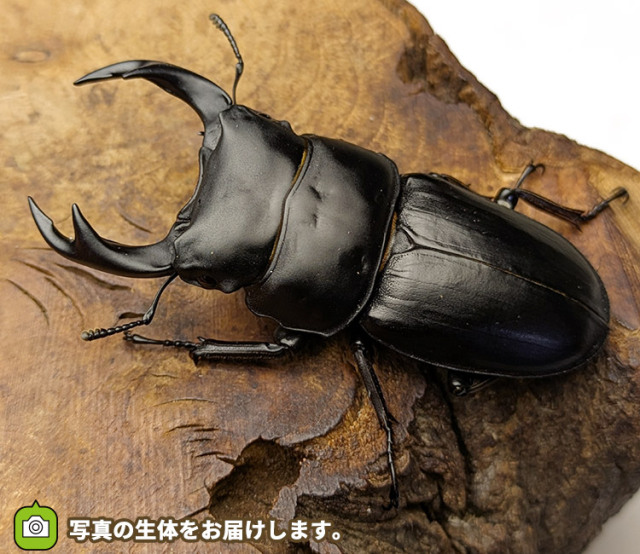 国産オオクワガタ　新潟県十日町市産　販売　通販　専門店　購入