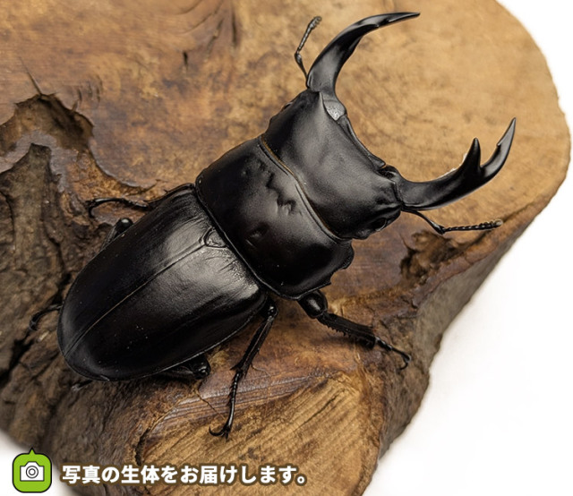 国産オオクワガタ　新潟県十日町市産　販売　通販　専門店　購入