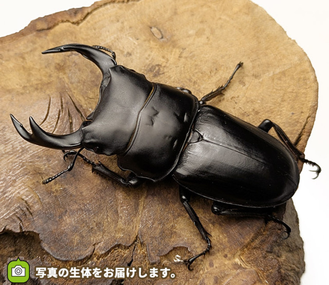 国産オオクワガタ　新潟県十日町市産　販売　通販　専門店　購入