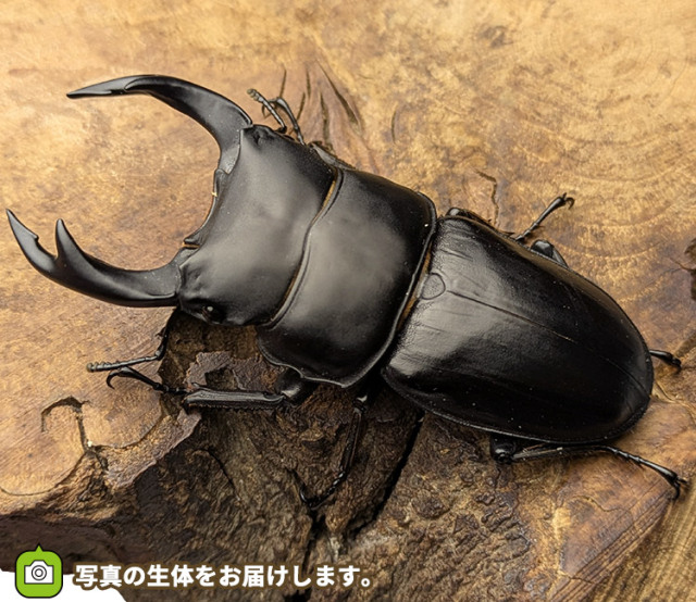 国産オオクワガタ　新潟県十日町市産　販売　通販　専門店　購入