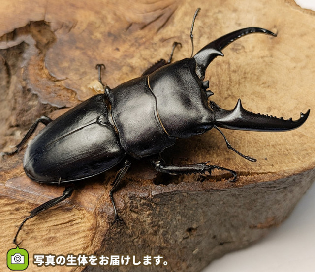 ツシマヒラタクワガタ　対馬　販売　通販　専門店　購入