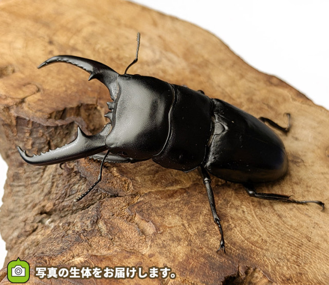 ツシマヒラタクワガタ　対馬　販売　通販　専門店　購入