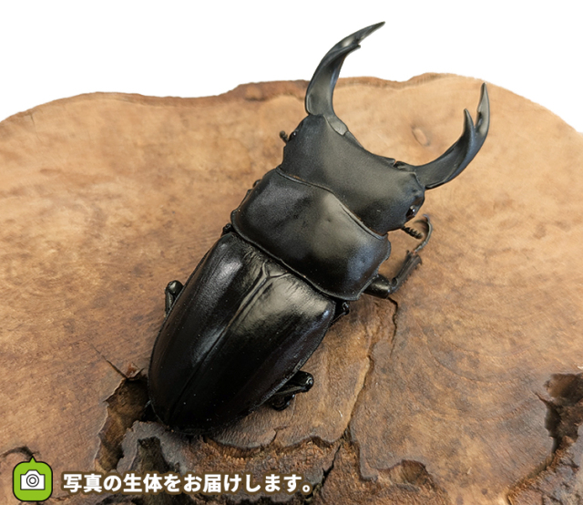 国産オオクワガタ　長野県産　販売　通販　専門店　購入