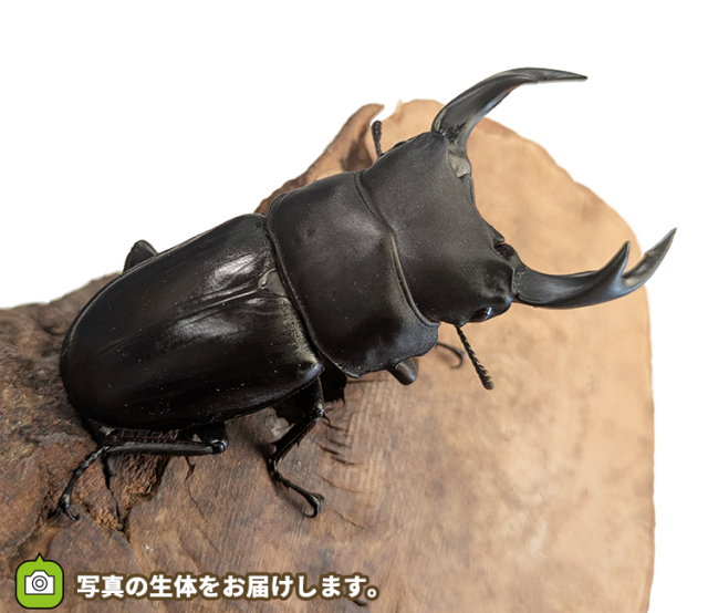 国産オオクワガタ　長野県産　販売　通販　専門店　購入