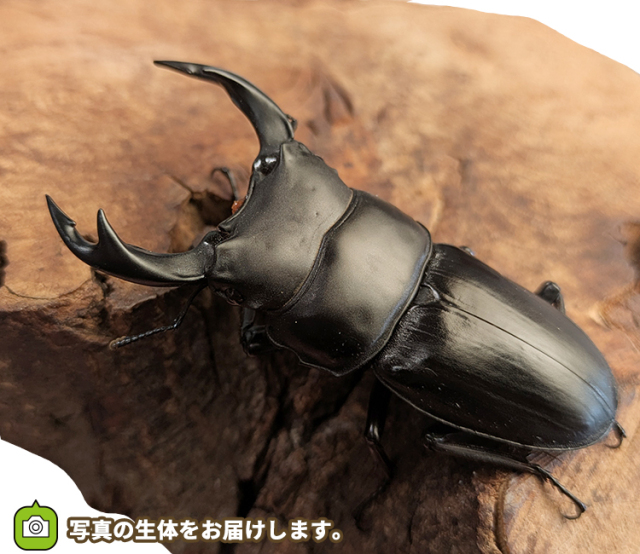 国産オオクワガタ　長野県産　販売　通販　専門店　購入