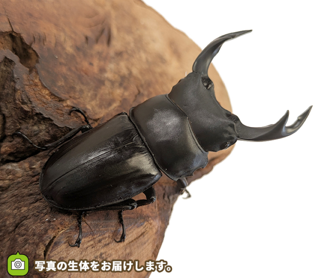 国産オオクワガタ　長野県産　販売　通販　専門店　購入