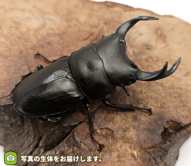 国産オオクワガタ　長野県産　販売　通販　専門店　購入