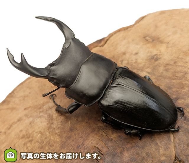 国産オオクワガタ　長野県産　販売　通販　専門店　購入