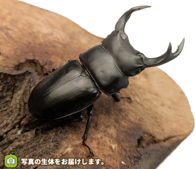 国産オオクワガタ　長野県産　販売　通販　専門店　購入