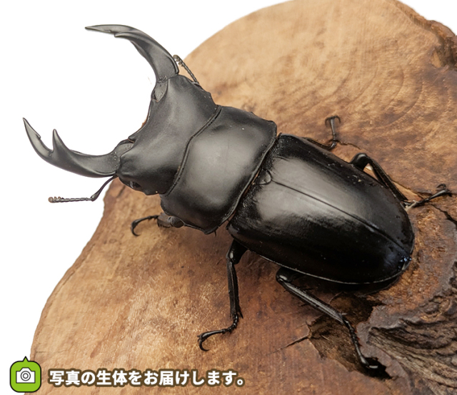 国産オオクワガタ　長野県産　販売　通販　専門店　購入