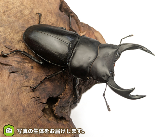 国産オオクワガタ　長野県産　販売　通販　専門店　購入