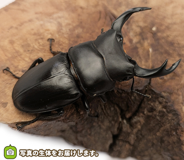国産オオクワガタ 長野県産 販売 通販 専門店 購入