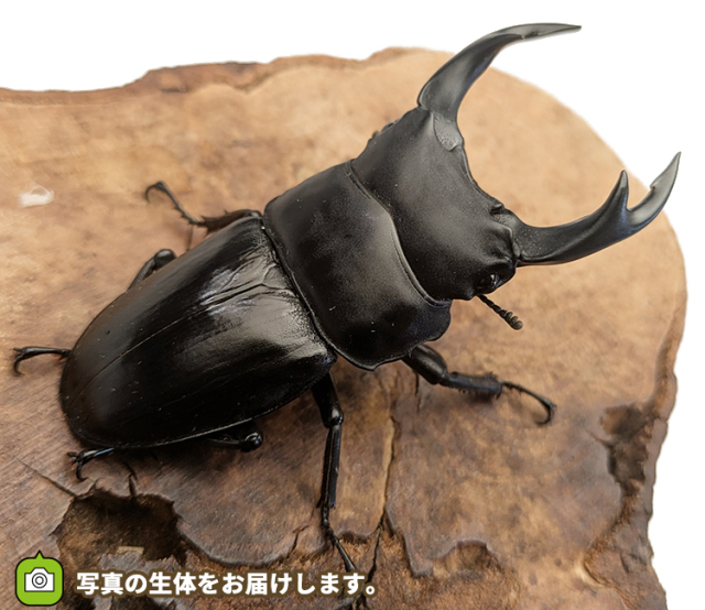 国産オオクワガタ　長野県産　販売　通販　専門店　購入