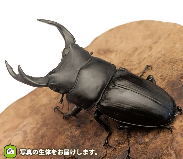 国産オオクワガタ　長野県産　販売　通販　専門店　購入