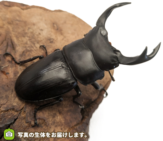 国産オオクワガタ　長野県産　販売　通販　専門店　購入