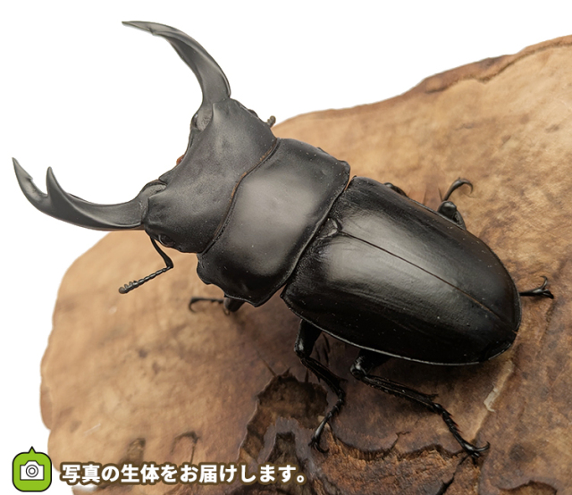 国産オオクワガタ 長野県産 販売 通販 専門店 購入