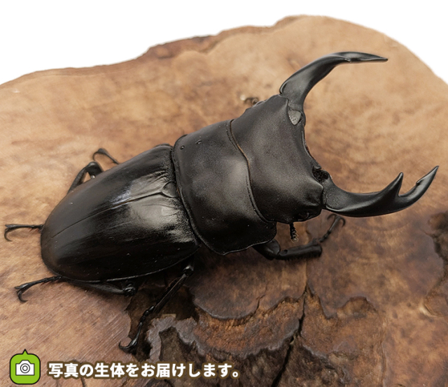 国産オオクワガタ 長野県産 販売 通販 専門店 購入