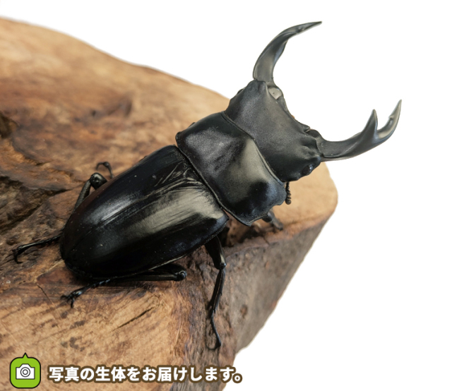 国産オオクワガタ　福島県産　販売　通販　専門店　購入