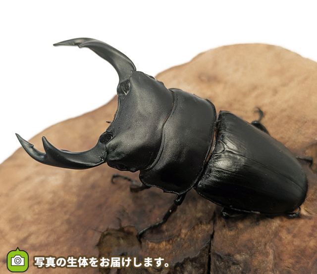 国産オオクワガタ　福島県産　販売　通販　専門店　購入