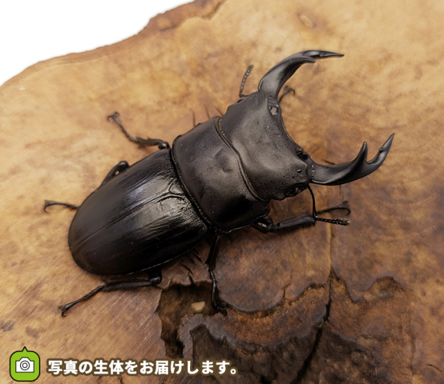 国産オオクワガタ　福島県伊南村産　販売　通販　専門店　購入